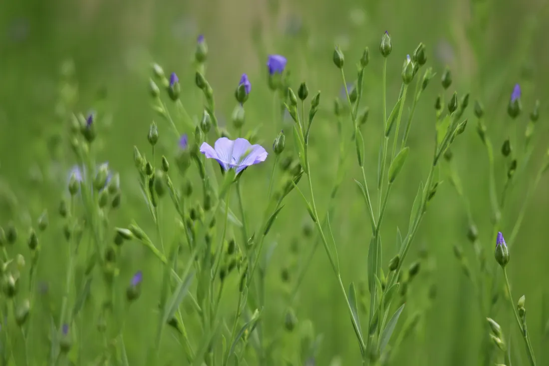 6k亚麻花壁纸｜淡紫小花背景图片 - 野外绿植花苞「哲风壁纸」