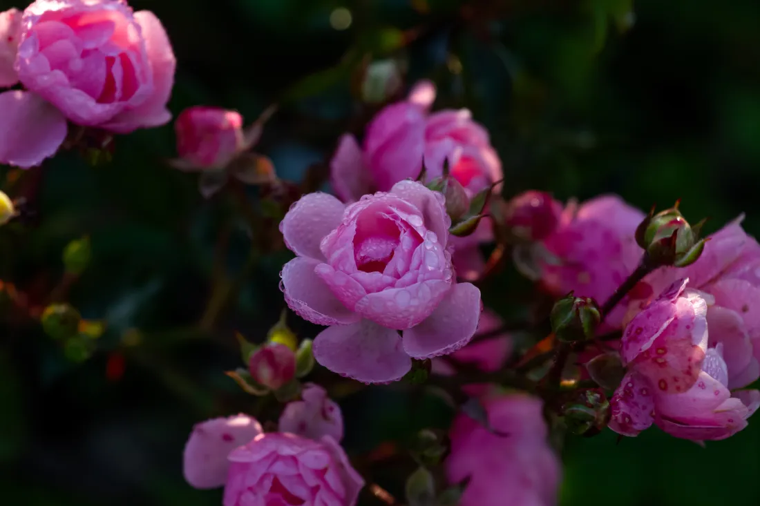 4k粉色蔷薇壁纸｜花丛特写背景图片 - 盛放花苞绿叶「哲风壁纸」