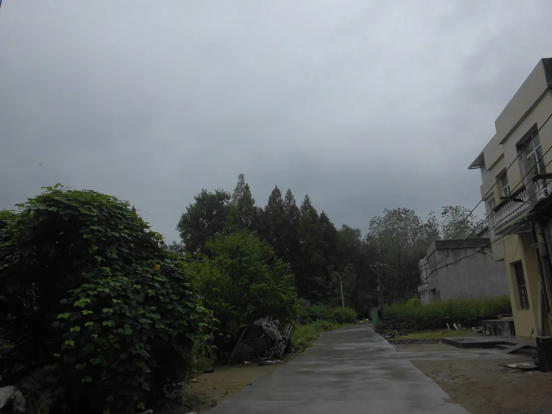 5k村庄小路壁纸｜阴雨天乡村背景图片 - 民居绿植静谧乡野「哲风壁纸」