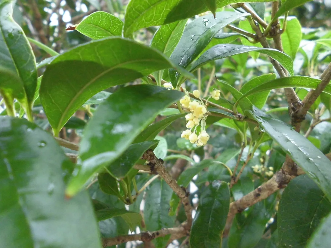 5k桂花壁纸｜绿叶水珠背景图片 - 淡黄色花簇枝头「哲风壁纸」
