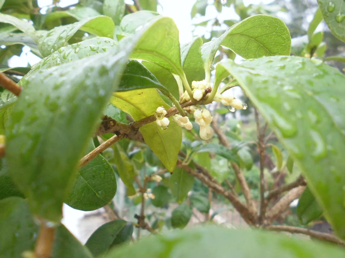 5k桂花壁纸｜雨后绿叶背景图片 - 枝头嫩黄花簇「哲风壁纸」