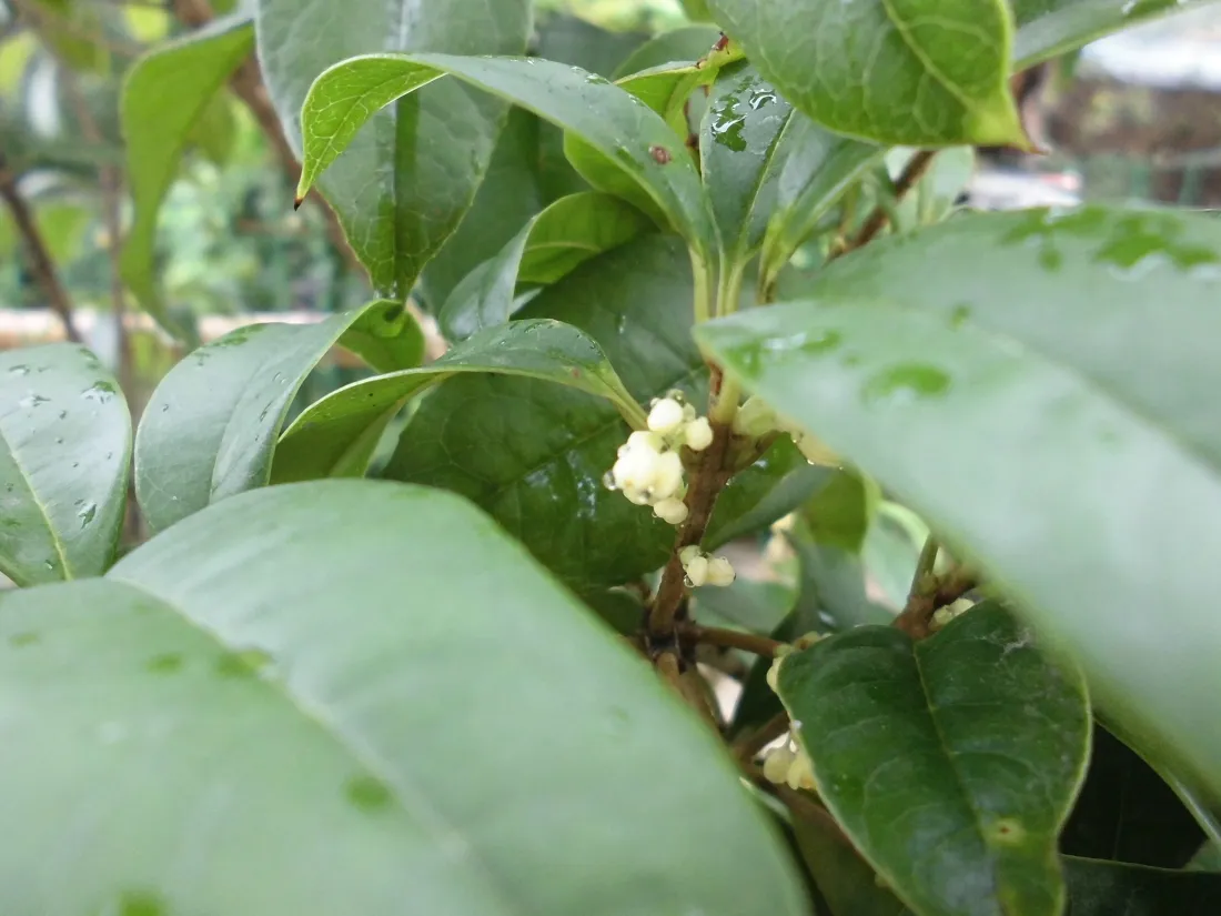 5k桂花壁纸｜雨后桂叶背景图片 - 银桂簇生叶腋近景「哲风壁纸」