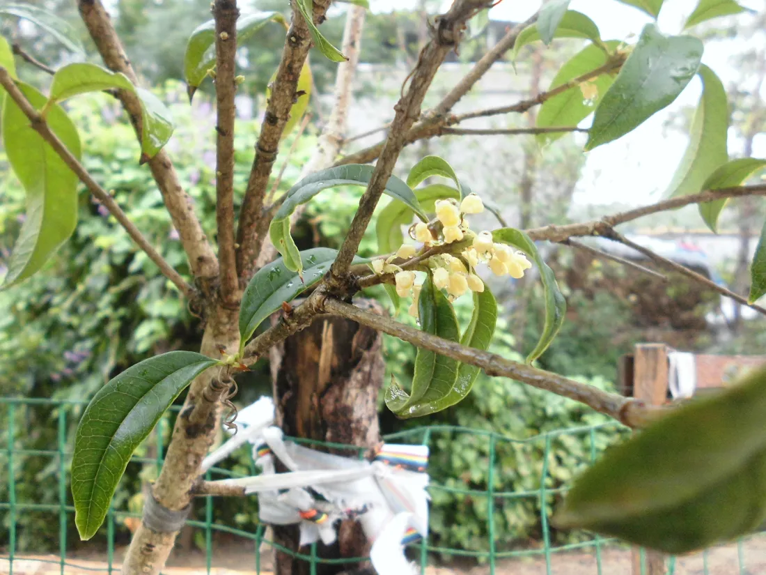 5k桂花壁纸｜树枝绿叶背景图片 - 淡黄小花户外庭院「哲风壁纸」