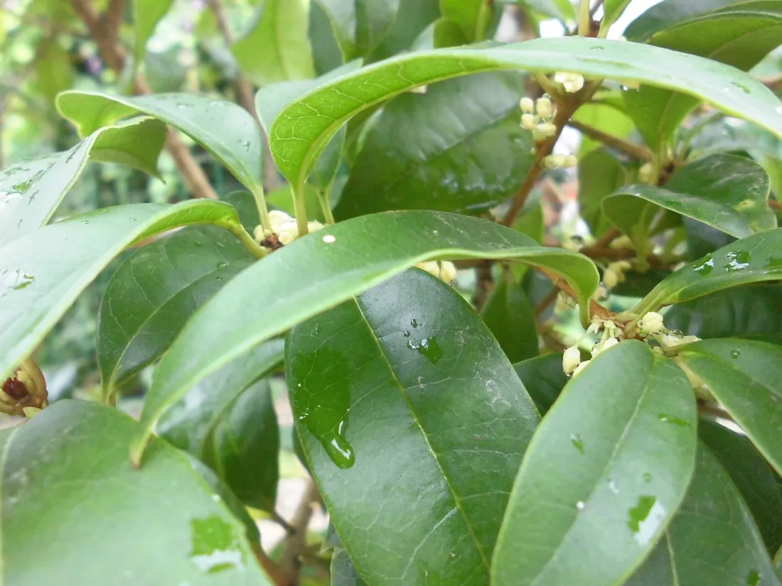 5k桂花壁纸｜绿叶水珠背景图片 - 秋日嫩白花簇特写「哲风壁纸」
