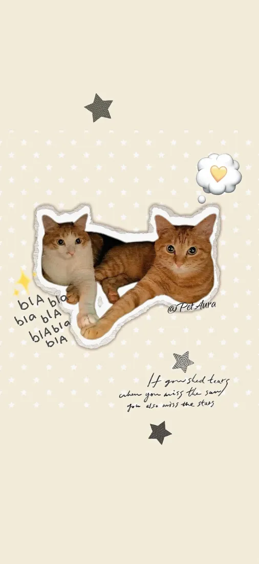 小猫手机壁纸｜奶白背景图片 - 橘猫贴纸风可爱治愈「哲风壁纸」