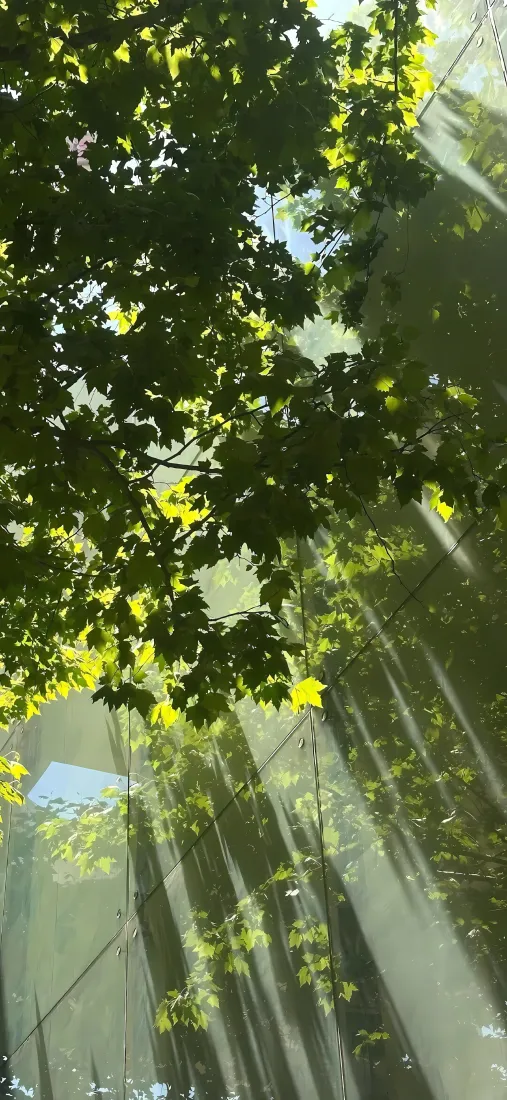 林间阳光手机壁纸｜背景图片 - 丁达尔光效绿树自然风景「哲风壁纸」