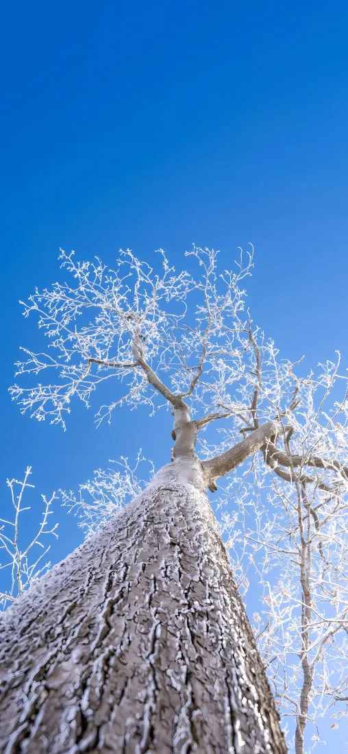 雾凇枯树手机壁纸｜蓝天背景图片 - 冬日雪景「哲风壁纸」