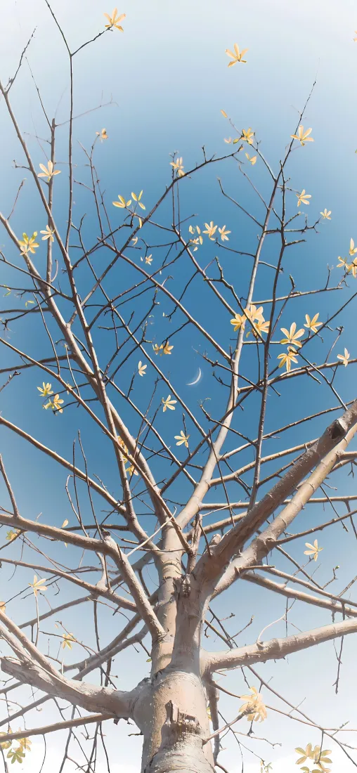 4k树枝壁纸 - 蓝天 - 树干 - 树木「哲风壁纸」
