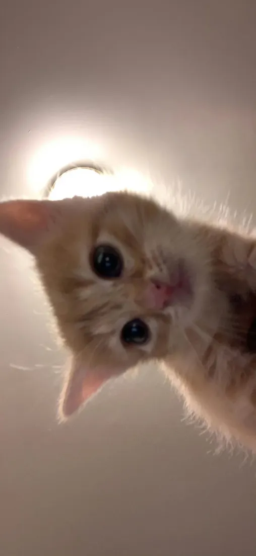 小橘猫手机壁纸｜暖光背景图片 - 大眼幼猫可爱治愈「哲风壁纸」