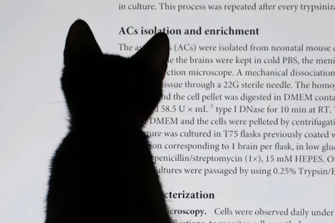 2k黑猫剪影壁纸｜英文文献背景图片 - 极简黑白「哲风壁纸」