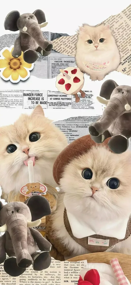 小猫手机壁纸｜奶白萌猫背景图片 - 治愈系猫咪拼贴「哲风壁纸」
