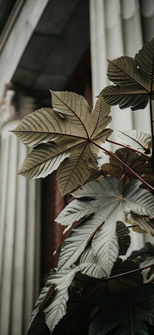 掌状树叶手机壁纸｜窗边植物背景图片 - 复古叶脉特写「哲风壁纸」