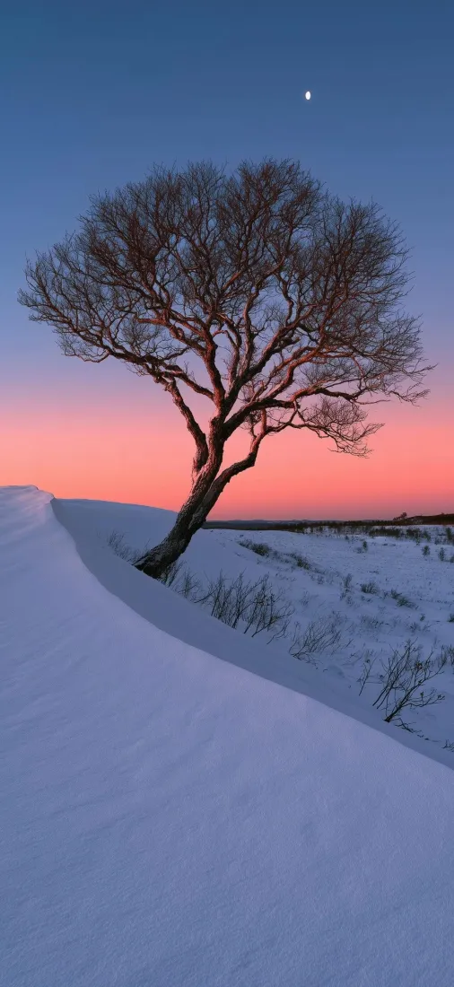 雪地孤树手机壁纸｜暮色雪原背景图片 - 冬日黄昏「哲风壁纸」