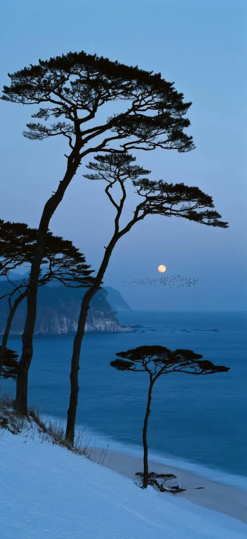 海岸松树雪地手机壁纸｜蓝色月夜背景图片 - 静谧海景「哲风壁纸」