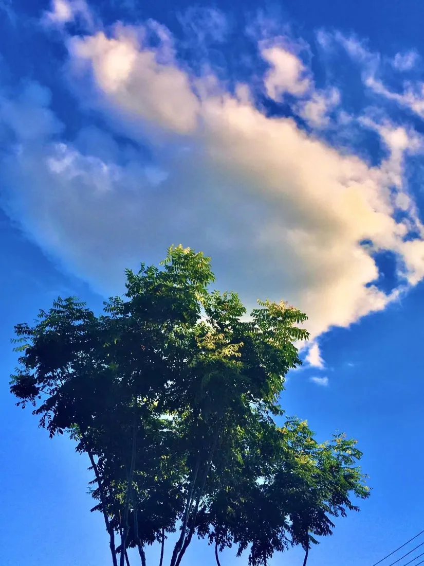 蓝天白云绿树手机壁纸｜夏日晴空背景图片 - 清新自然风景「哲风壁纸」