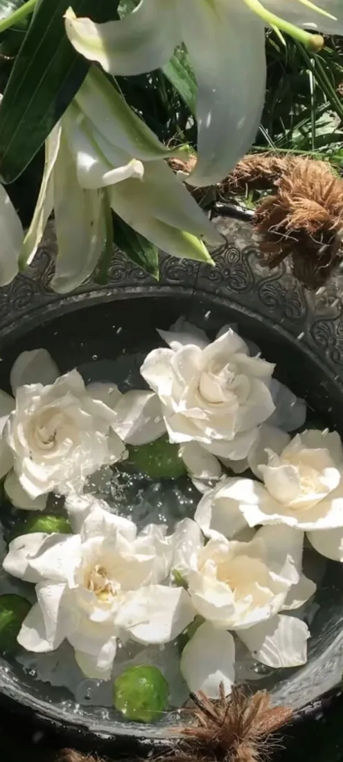 茉莉花手机壁纸｜水面白花背景图片 - 清新水培花卉特写「哲风壁纸」