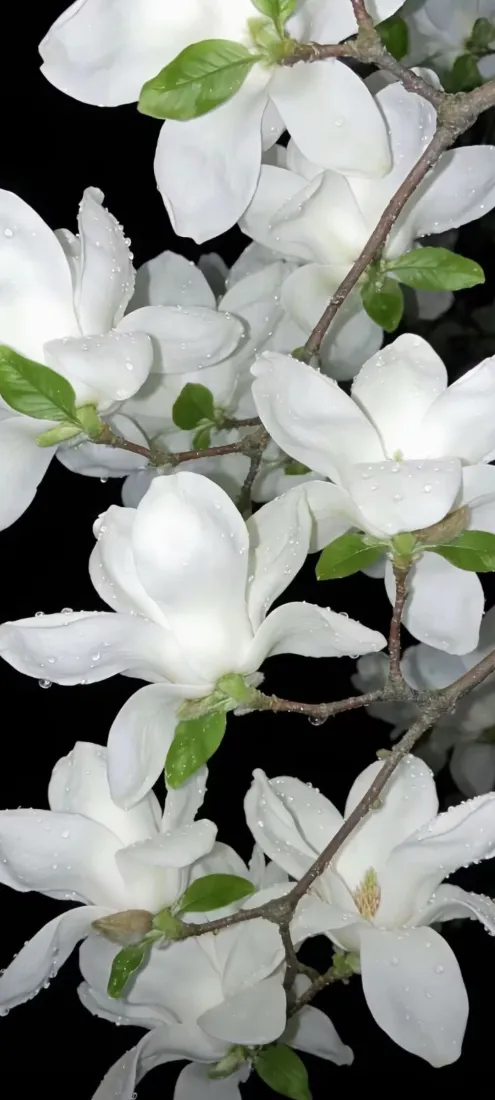 白玉兰手机壁纸｜黑底花枝背景图片 - 清雅白花「哲风壁纸」