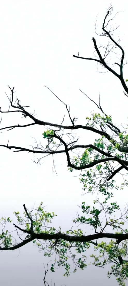 枝桠新绿手机壁纸｜浅白天空背景图片 - 疏枝嫩叶「哲风壁纸」
