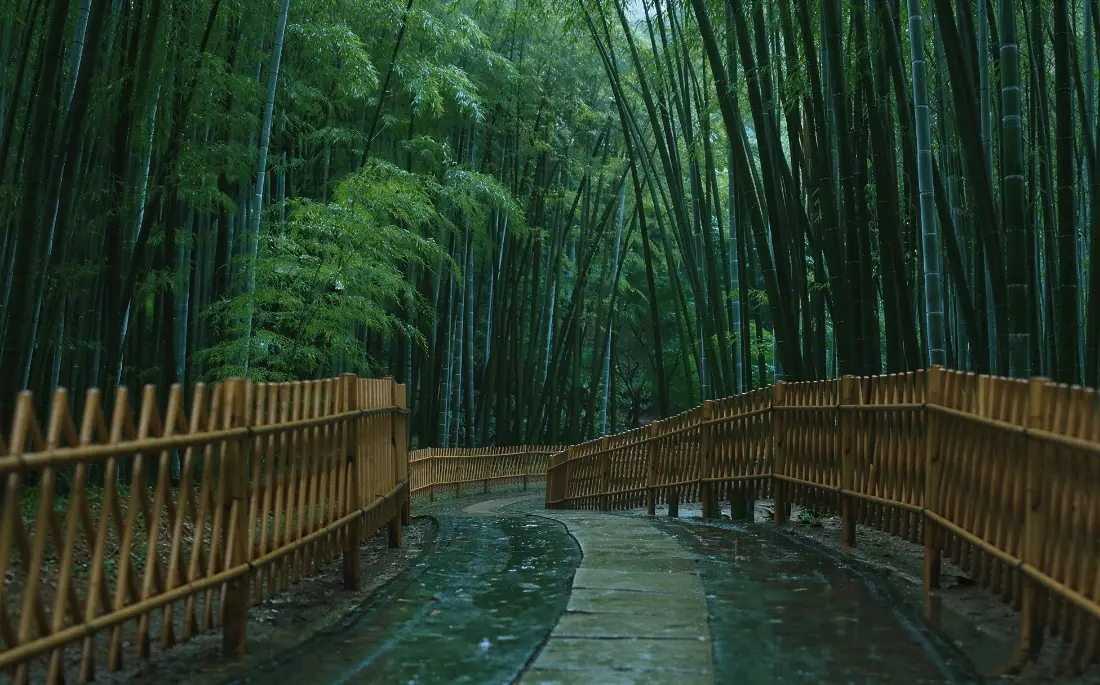 2k竹林步道壁纸｜背景图片 - 雨后清幽竹林小径「哲风壁纸」