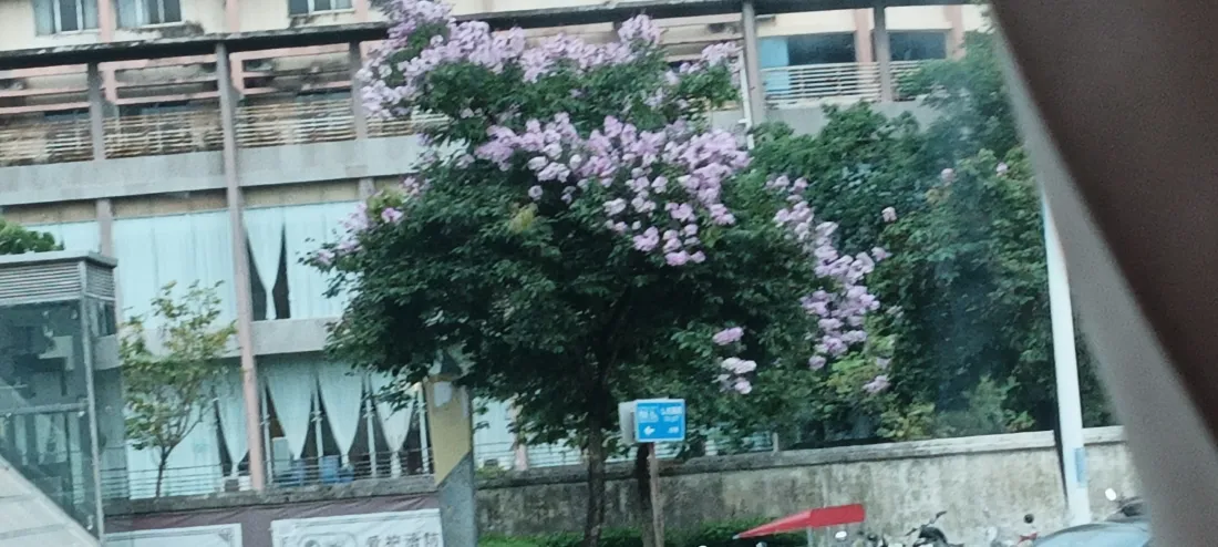 4k路牌壁纸 - 孤 - 街拍 - 绿树「哲风壁纸」