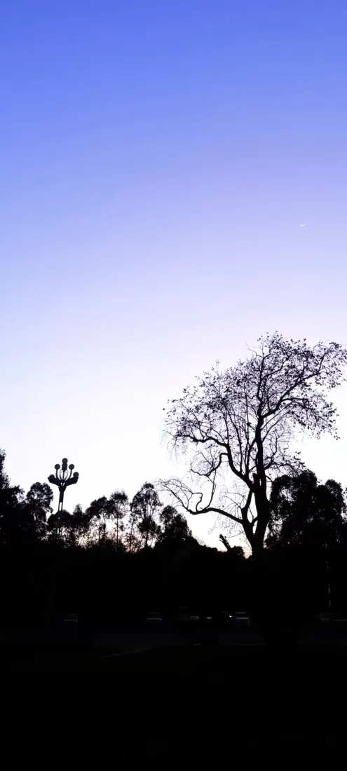 树木剪影手机壁纸｜蓝紫渐变天空背景图片 - 黄昏自然风景「哲风壁纸」