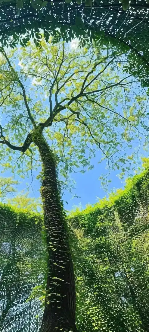参天大树手机壁纸｜背景图片 - 蓝天绿树自然风景「哲风壁纸」