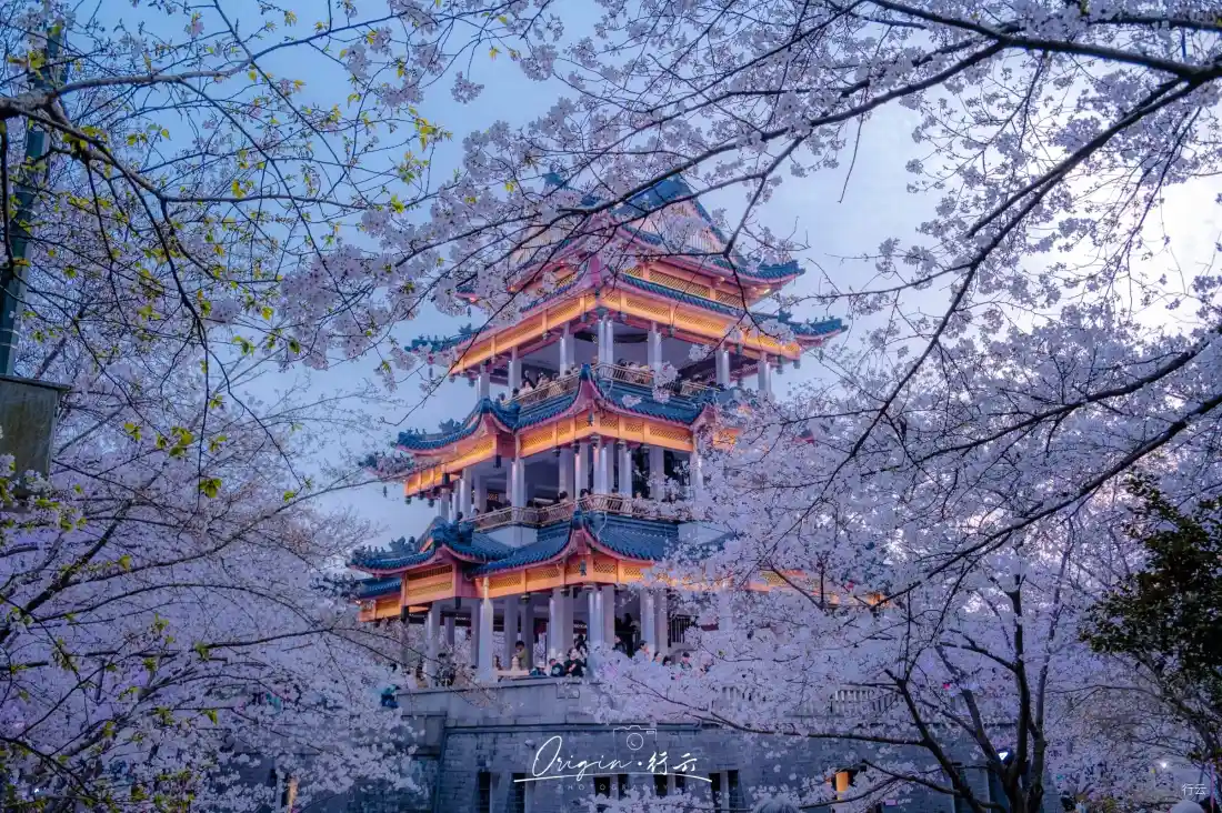 2k鼋头渚赏樱楼壁纸｜樱花背景图片 - 暮色古建暖灯「哲风壁纸」
