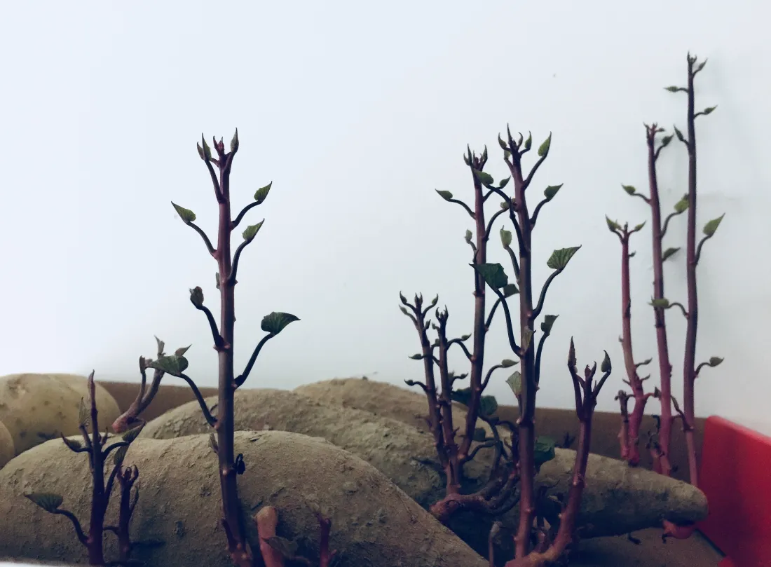 3k发芽红薯壁纸｜新生嫩芽背景图片 - 居家盆栽「哲风壁纸」