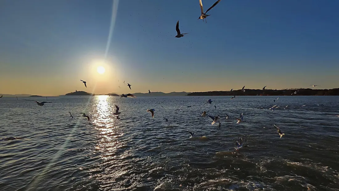 4k海鸥壁纸｜海边日落背景图片 - 海面群鸥飞翔夕阳波光「哲风壁纸」