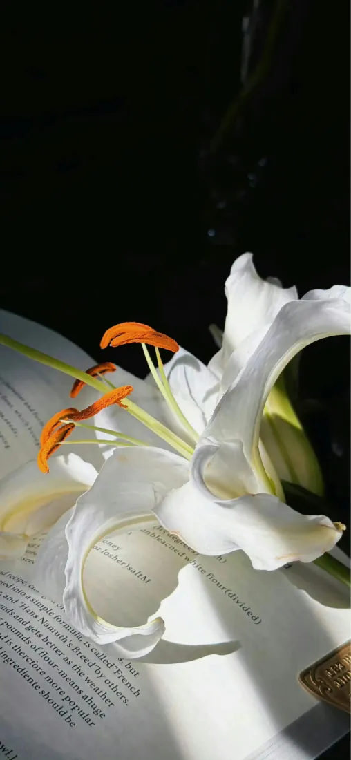 白百合手机壁纸｜书页背景图片 - 暗调静物特写「哲风壁纸」