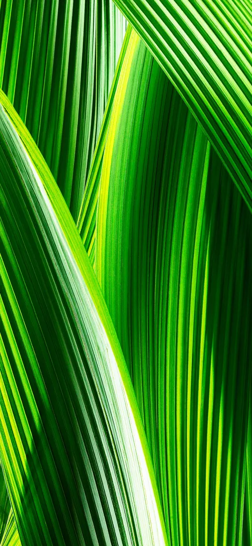 《植被》手机壁纸-草壁纸苹果「哲风壁纸」