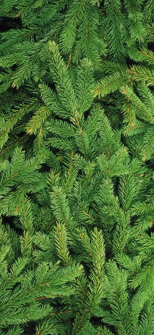《地被》手机壁纸-苹果壁纸Fir「哲风壁纸」