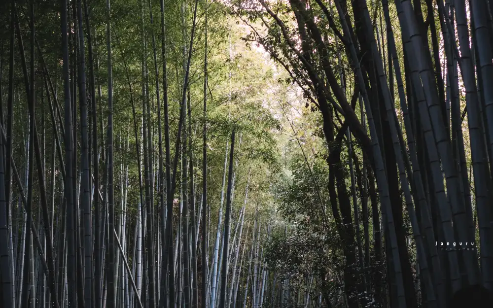 3k壁纸推荐壁纸-竹背景-《绿》「哲风壁纸」