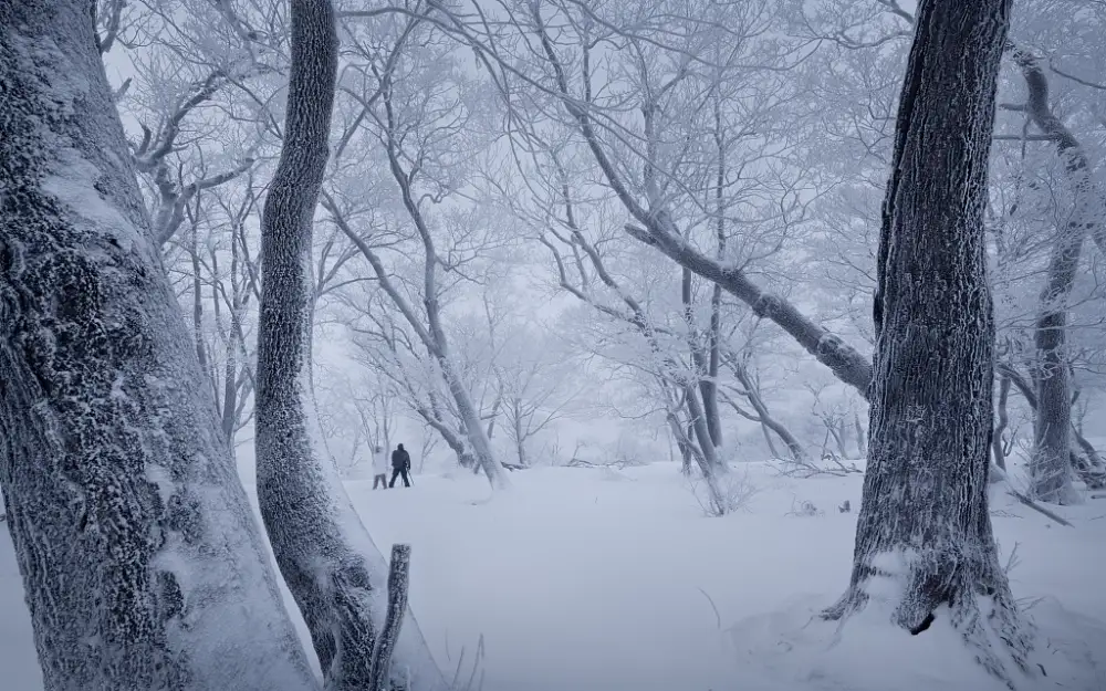 2k雾凇壁纸-积雪森林背景-雪天森林图片-冬季的吉林「哲风壁纸」