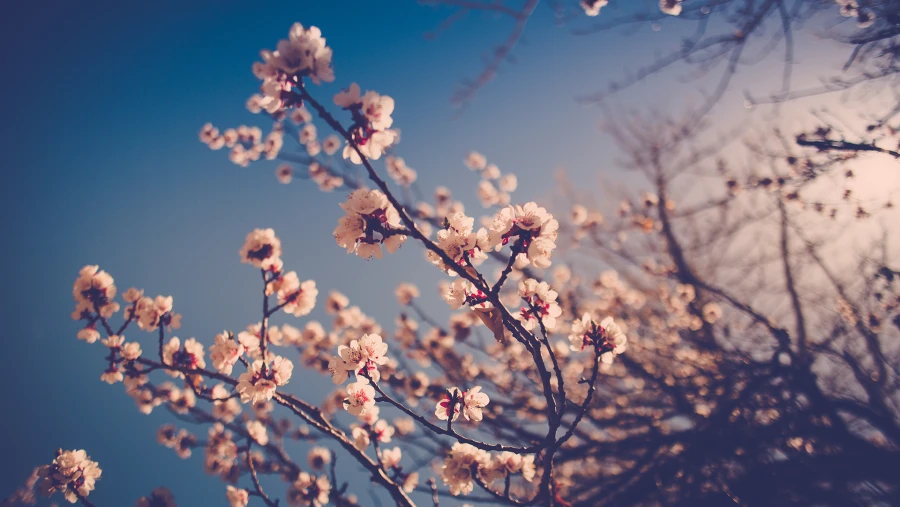 2k樱花壁纸-花朵-模糊-模糊的背景「哲风壁纸」