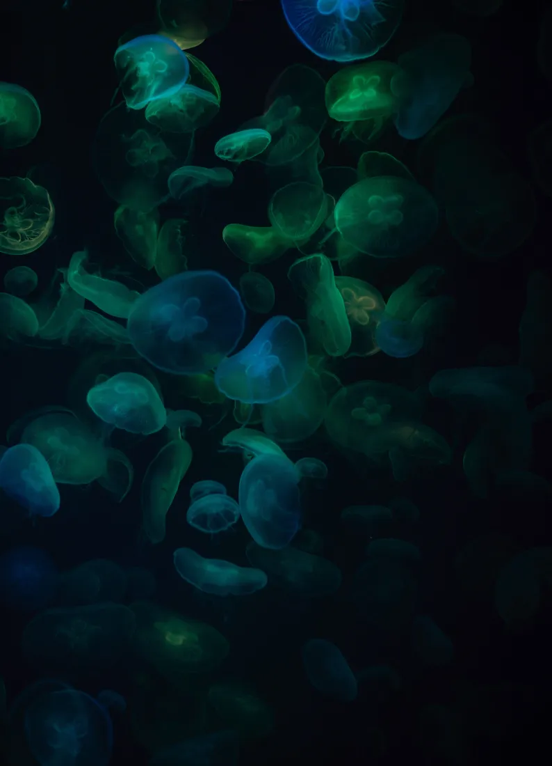 《水上》手机壁纸-水下图片-绿色的壁纸-生物发光「哲风壁纸」