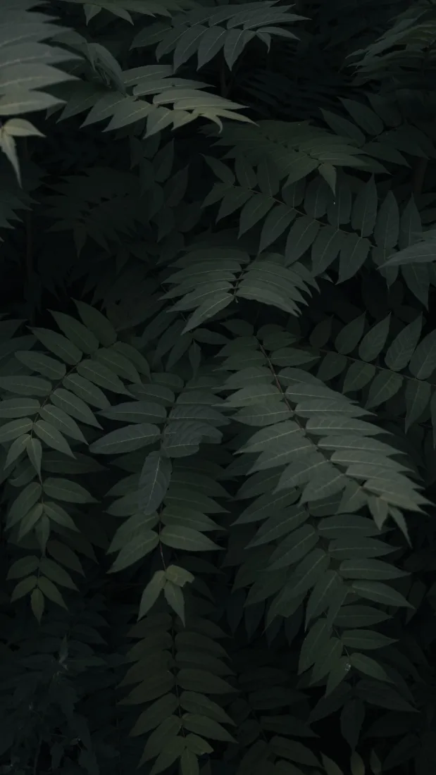 《植被》手机壁纸-蕨类植物壁纸-血管植物图片-蕨类植物和木贼「哲风壁纸」