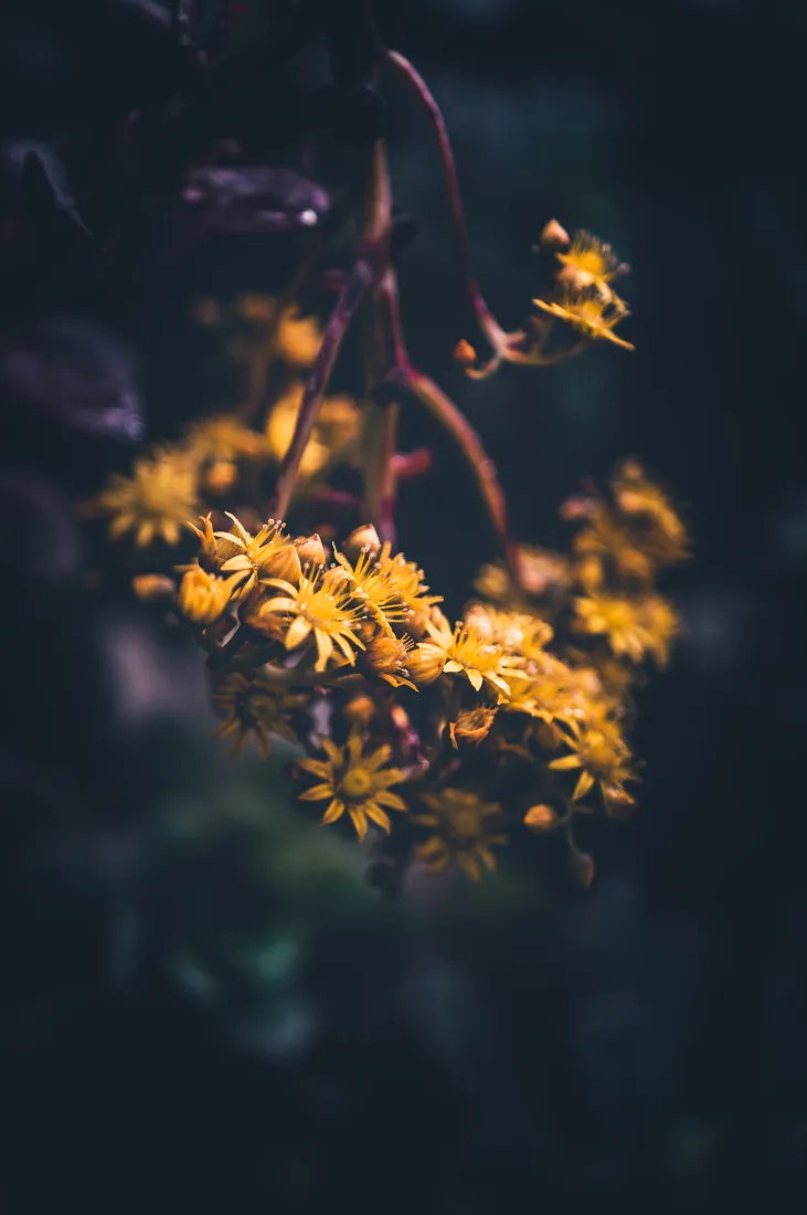 《阳光》手机壁纸-弹簧背景-黄色的-显花植物「哲风壁纸」