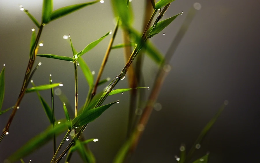 2k植物壁纸-宏-竹子图片-特写「哲风壁纸」