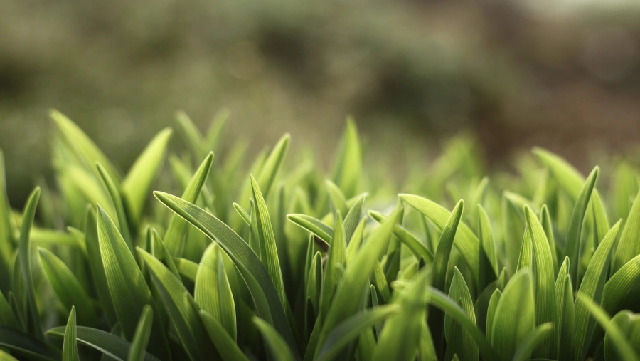 5k植物壁纸-春天-树叶「哲风壁纸」