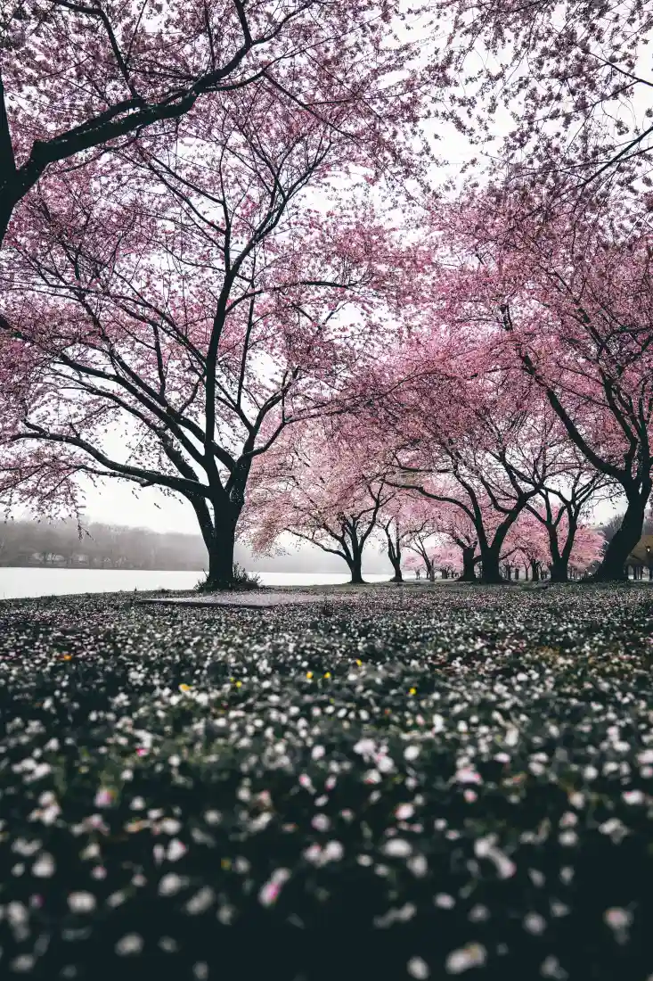 《弹簧》手机壁纸-开花背景-樱花图片-粉红色「哲风壁纸」