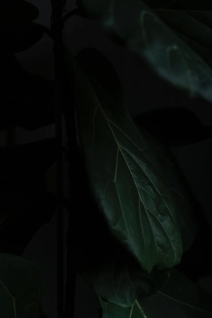 《黑色的》手机壁纸-光-绿色的背景-关闭了「哲风壁纸」