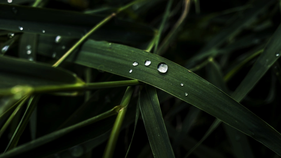 6k植物壁纸-草-《宏》-摄影「哲风壁纸」