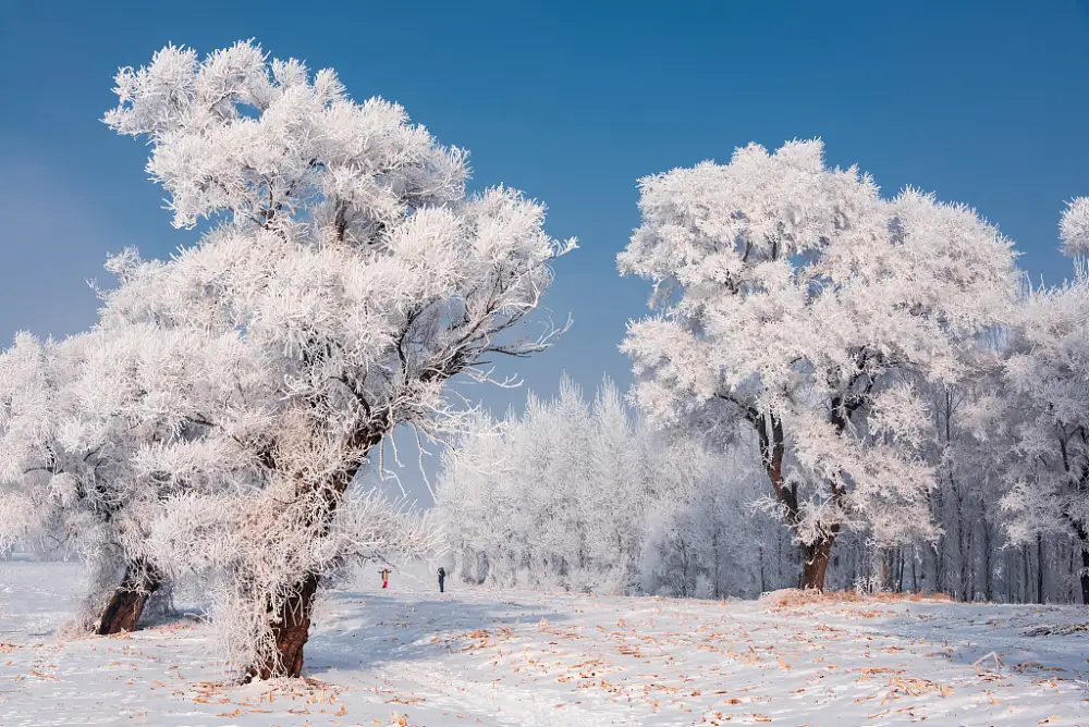 2k森林壁纸-雾凇图片-积雪壁纸-蓝天「哲风壁纸」