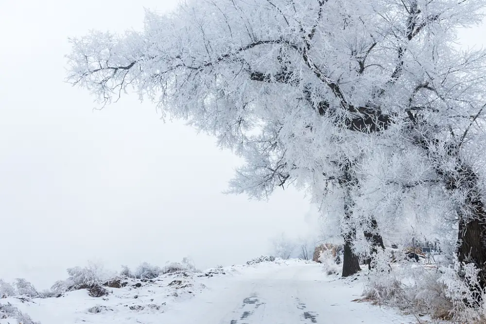 2k雾凇壁纸-积雪森林-雪天森林图片-冬天的吉林「哲风壁纸」